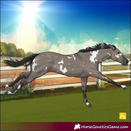 Horse Color:White Spotted Grullo