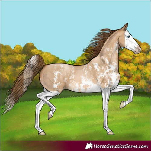 Horse Color:Gray Buckskin Pearl Sabino Splash 