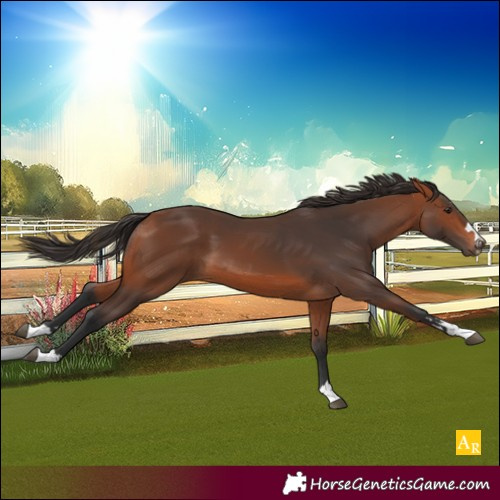 Horse Color:Bay 