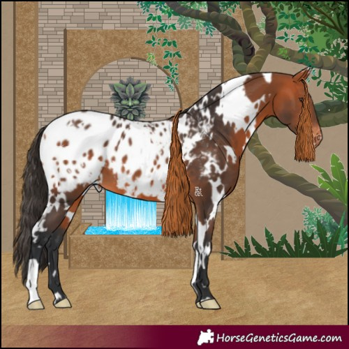 Horse Color:White Spotted Bay Blanket 