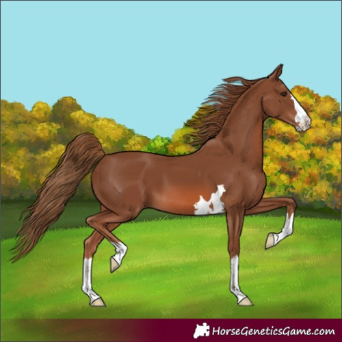 Horse Color:Unknown 