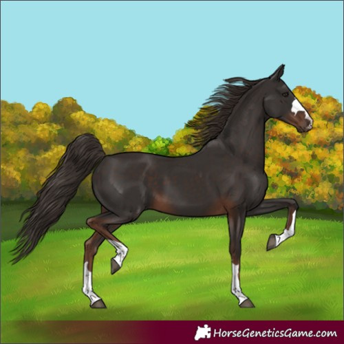 Horse Color:Unknown 