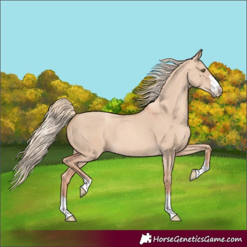 Horse Color:Unknown 