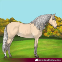 Horse Color:Silver Buckskin 