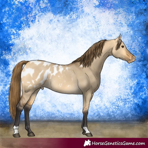 Horse Color:Buckskin Dun Blanket