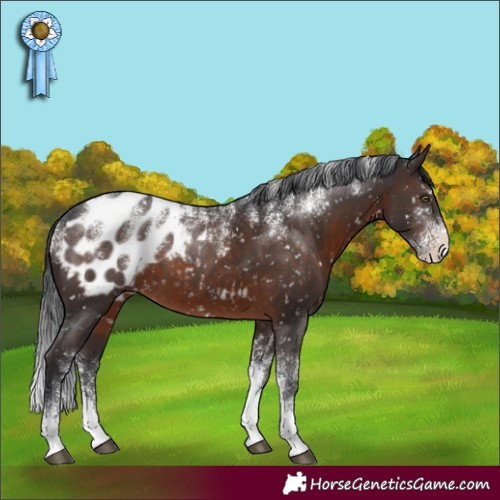 Horse Color:Powder White Brown Blanket Rabicano