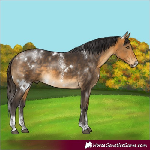 Horse Color:Powder White White Spotted Buckskin