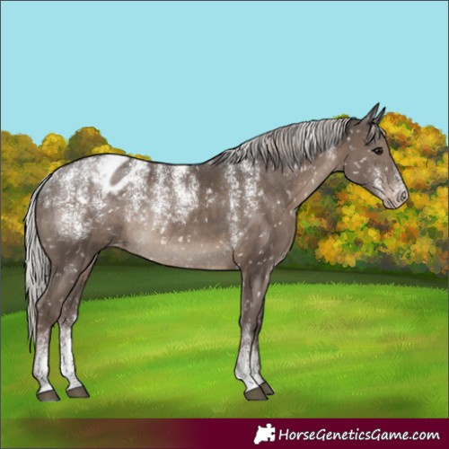 Horse Color:Powder White Silver Black Snowflake Varnish Rabicano 