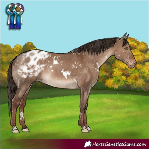Horse Color:White Spotted Liver Red Dun Snowflake Varnish Rabicano