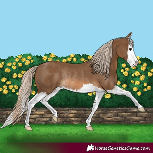 Horse Color:Chocolate Palomino Splash Rabicano