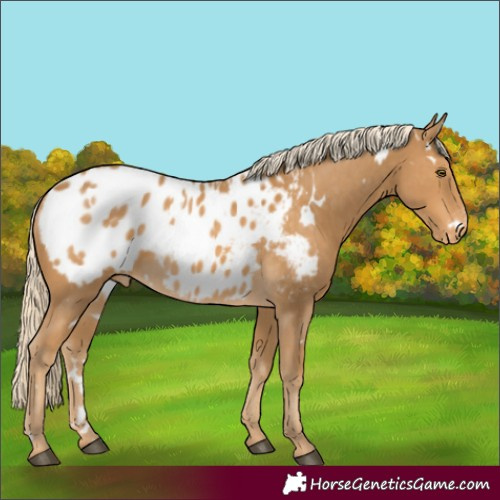 Horse Color:White Spotted Palomino Blanket