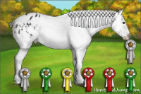 Horse Color:Brown Appaloosa