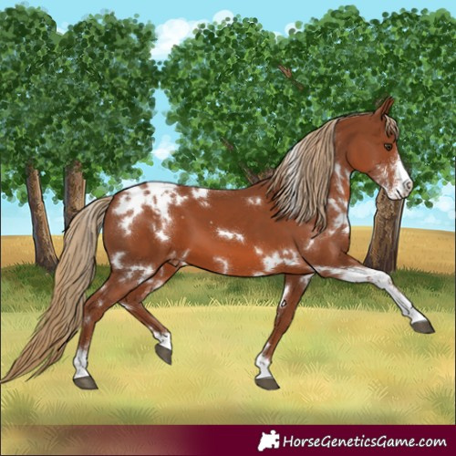 Horse Color:White Spotted Chestnut Sabino Blanket 