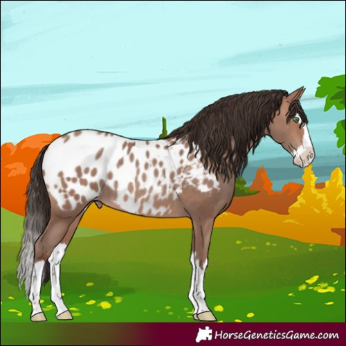 Horse Color:Sable Champagne Splash Blanket 