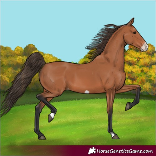 Horse Color:Bay Frame Varnish