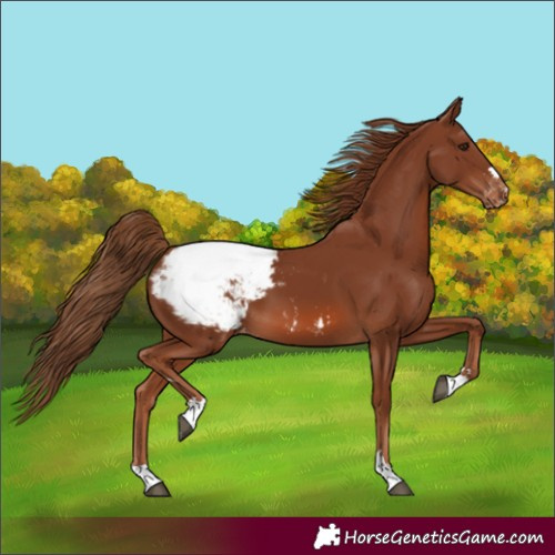 Horse Color:Unknown 