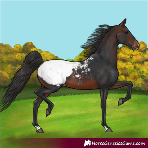 Horse Color:Brown Snowcap