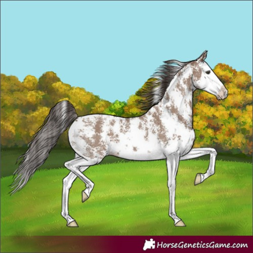 Horse Color:Liver Red Dun Sabino Splash Varnish