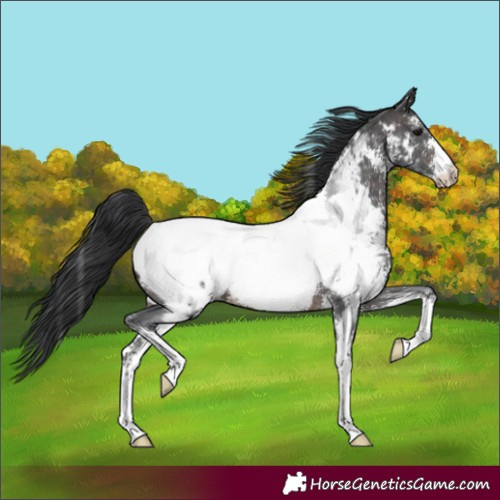 Horse Color:Unknown 
