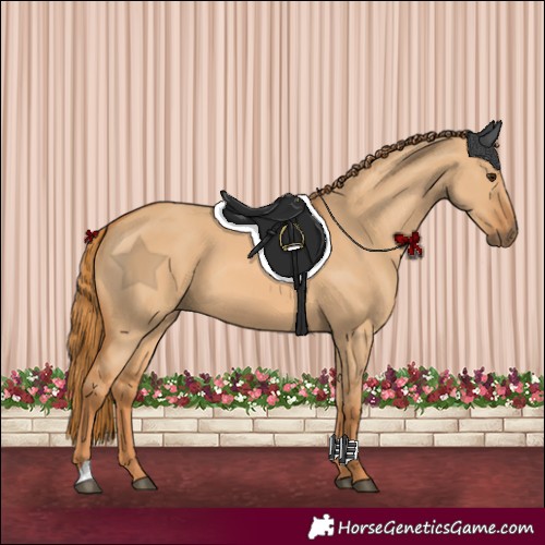 Horse Color:Red Dun 