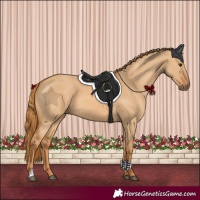 Horse Color:Red Dun