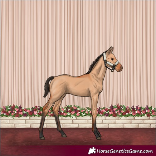Horse Color:Bay Dun
