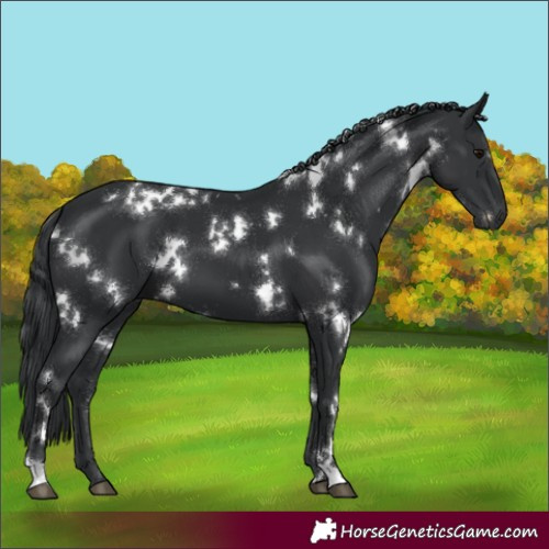 Horse Color:White Spotted Black