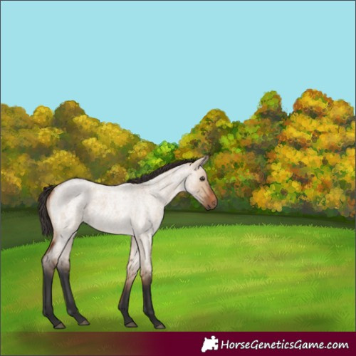 Horse Color:Unknown 