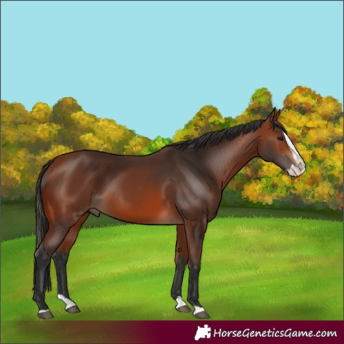 Horse Color:Bay Splash 