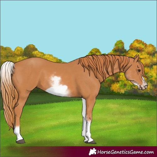Horse Color:White Spotted Chestnut Frame