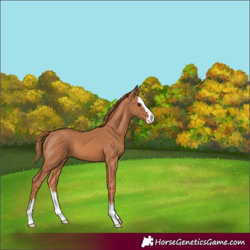 Horse Color:Chestnut Splash
