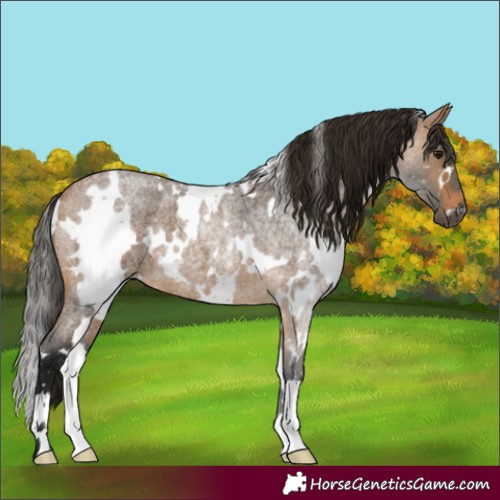 Horse Color:Gray White Spotted Buckskin Roan 