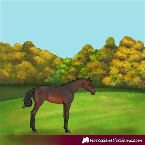 Horse Color:Brown 