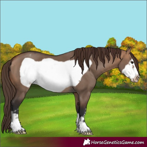 Horse Color:Bay Dun Frame Varnish 