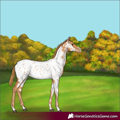 Horse Color:Chestnut Appaloosa Rabicano