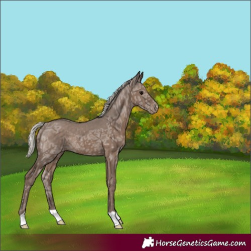 Horse Color:Silver Black Ice Appaloosa