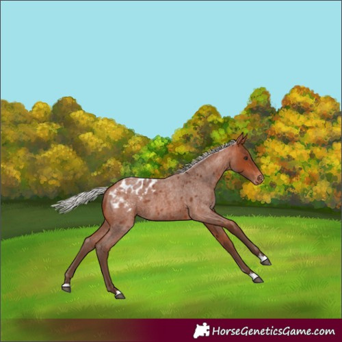 Horse Color:Silver Bay Roan Blanket 