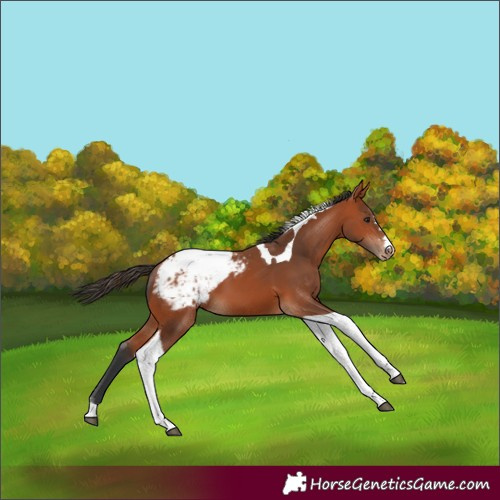 Horse Color:Bay Tobiano Appaloosa