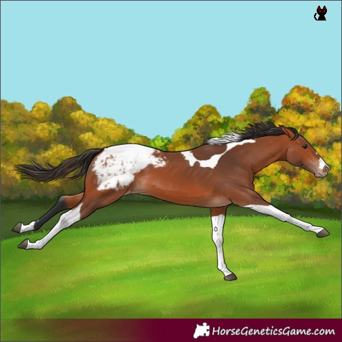 Horse Color:Bay Tobiano Snowcap 