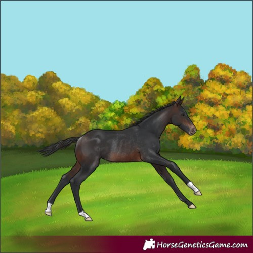 Horse Color:Brown Appaloosa Rabicano