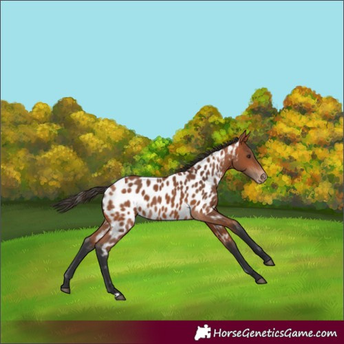 Horse Color:Bay Near Leopard 