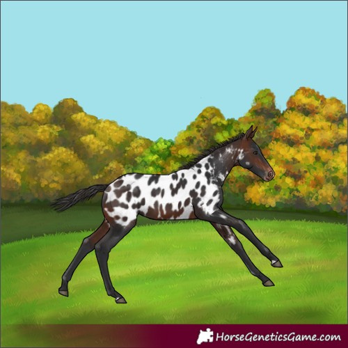 Horse Color:Brown Appaloosa