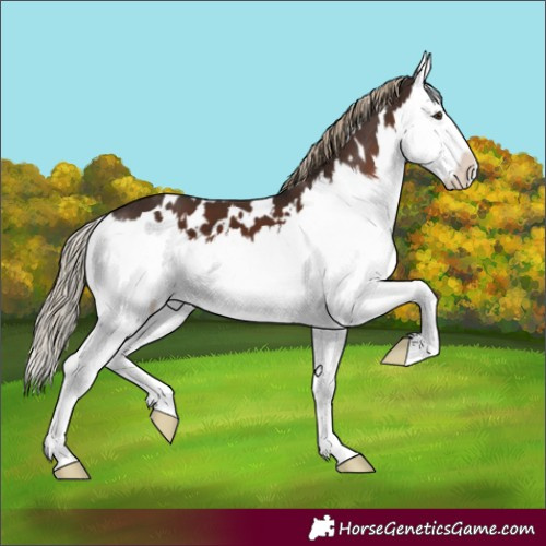 Horse Color:White Spotted Liver Chestnut Splash 