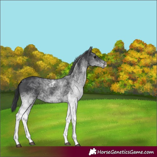 Horse Color:White Spotted Black 