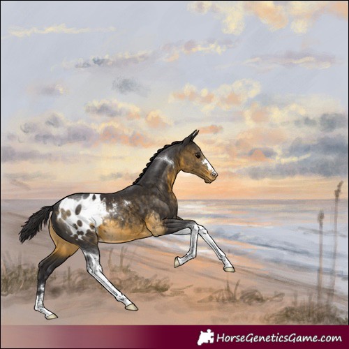 Horse Color:Buckskin Tobiano Appaloosa Rabicano 