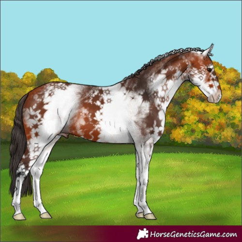 Horse Color:White Spotted Bay 