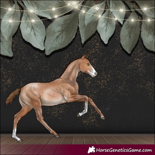 Horse Color:Brown Pearl Sabino Rabicano 