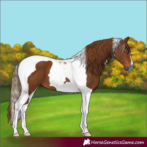 Horse Color:Gray Chestnut Tobiano