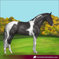 Horse Color:Smoky Black Tobiano