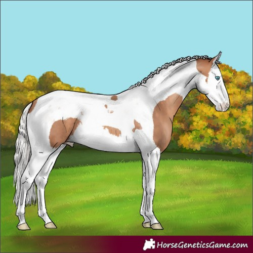 Horse Color:Silver Sable Champagne Splash Tobiano
